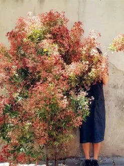 Bush Flowers -Homewares Shop book bush flowers australian flowers foliage for decoration design cassandra hamilton michael avlou 2