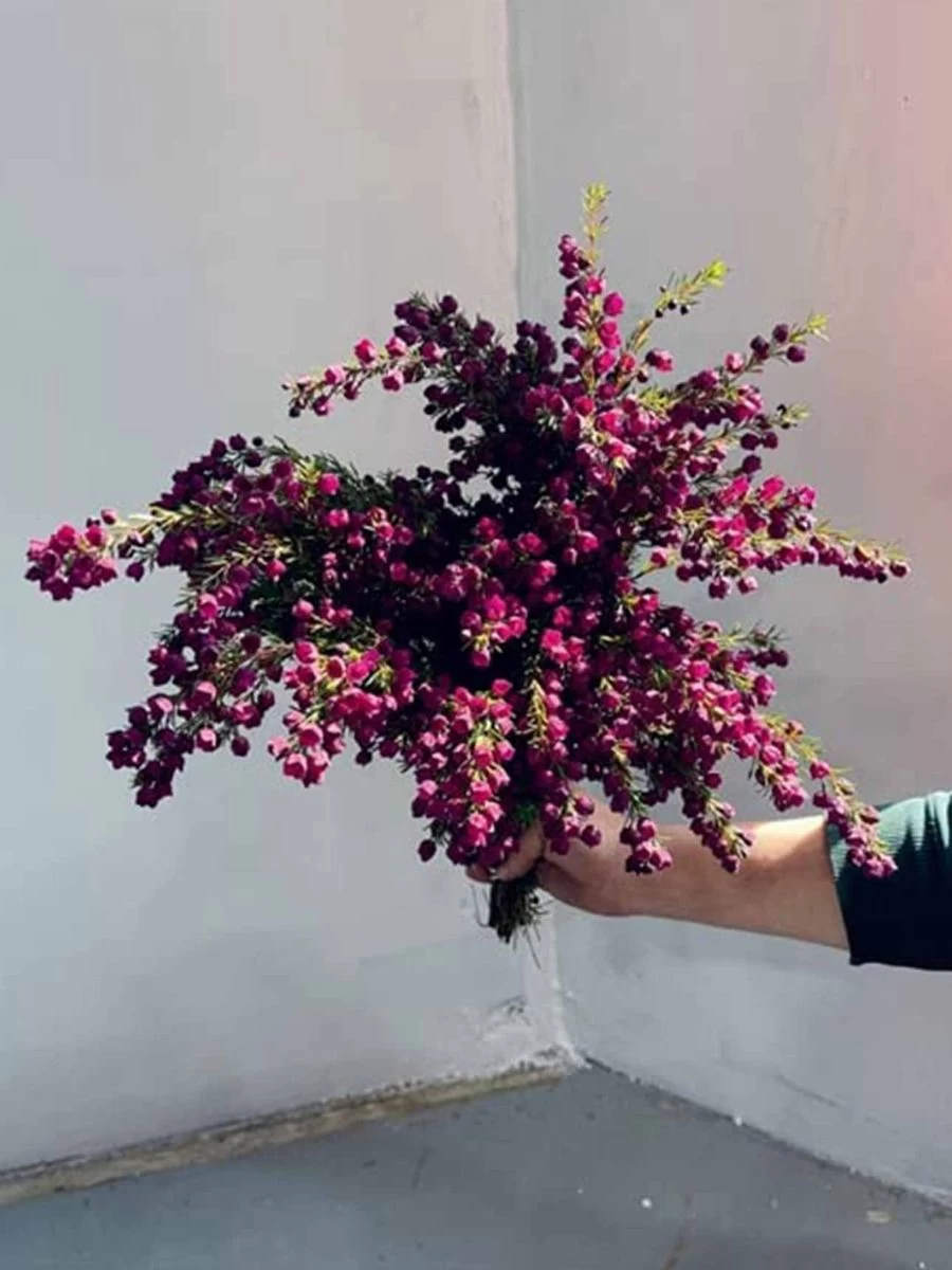 Bush Flowers - Image 5