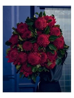 Bush Flowers -Homewares Shop book bush flowers australian flowers foliage for decoration design cassandra hamilton michael avlou 5