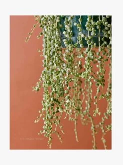 Plantopedia -Homewares Shop book plantopedia 2