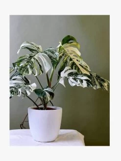 Plantopedia -Homewares Shop book plantopedia 4